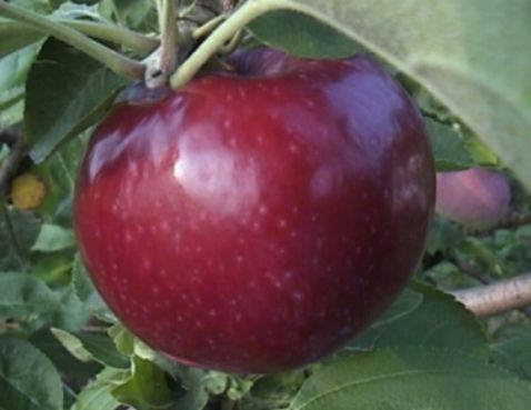 Jablko Vista Bella | Ovocné stromy Jeseň