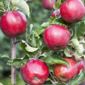 Jabloň Florina | Ovocné stromy Jeseň