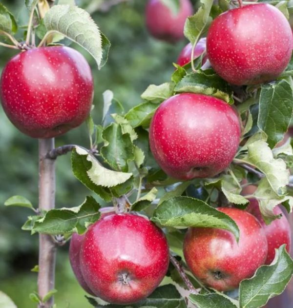 Jabloň Florina | Ovocné stromy Jeseň