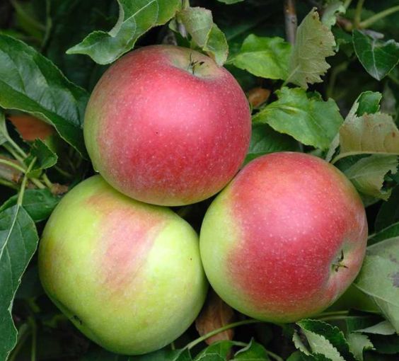 Jablká Idared | Ovocné stromy Jeseň