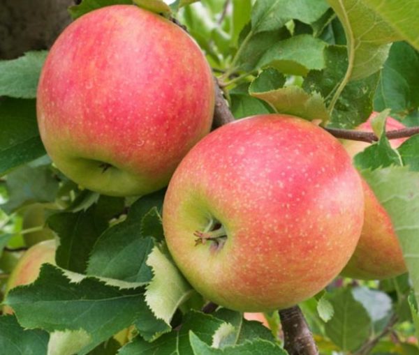 Jablko Jonagold | Ovocné stromy Jeseň