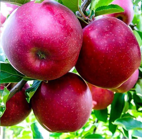 Jablká Jonatánky | Ovocné stromy Jeseň
