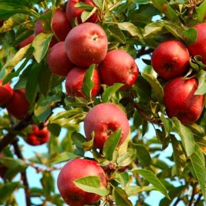 Jabloň ´Jonathan´ | Ovocné stromy Jeseň