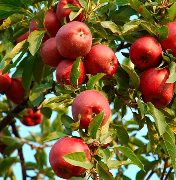Jabloň ´Jonathan´ | Ovocné stromy Jeseň