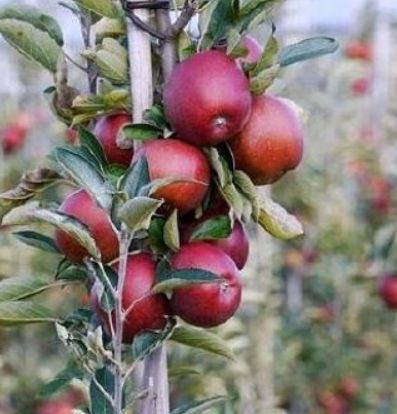 Jabloň Júlia | Ovocné stromy Jeseň