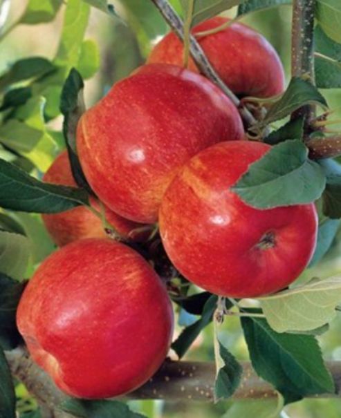 Letná jabloň Júlia | Ovocné stromy Jeseň