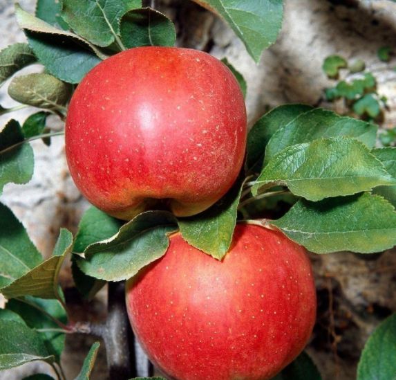 Zimná jabloň Melrose | Ovocné stromy Jeseň