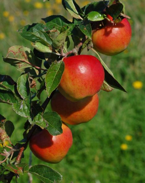 Jabloň Prima | Ovocné stromy Jeseň