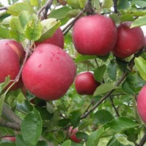 Rezistentná jabloň Rubín | Ovocné stromy Jeseň