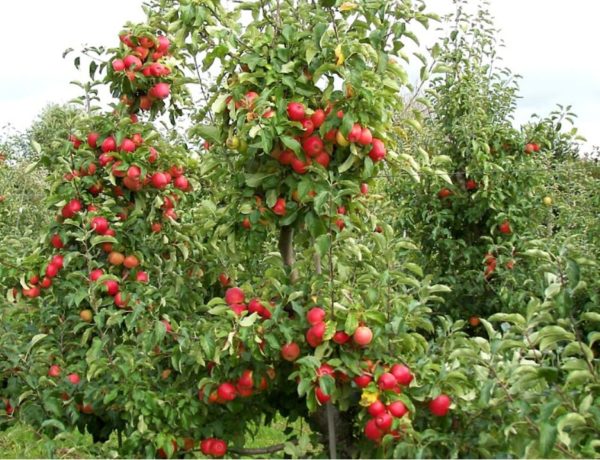 Jabloň Šampión | Ovocné stromy Jeseň