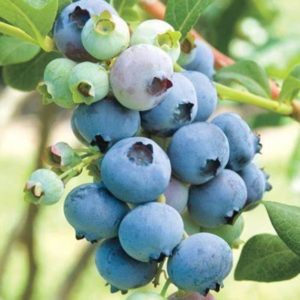Kanadská čučoriedka Bluecrop | Ovocné stromy Jeseň