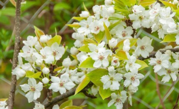 Kvitnúca hruška Nashi Hosui | Ovocné stromy Jeseň