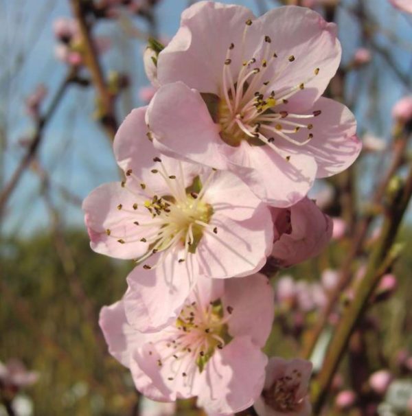 Kvitnúca broskyňa Suncrest | Ovocné stromy Jeseň