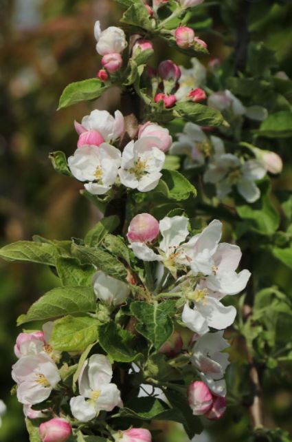 Kvitnúca jabloň Florina | Ovocné stromy Jeseň