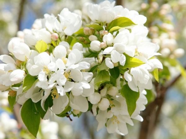 Kvitnúca jabloň Golden Delicious | Ovocné stromy Jeseň