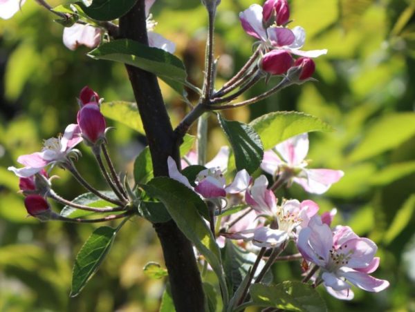 Kvitnúca jabloň Jonagold | Ovocné stromy Jeseň