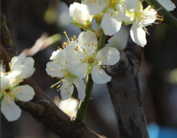 Kvitnúca slivka Stanley | Ovocné stromy Jeseň