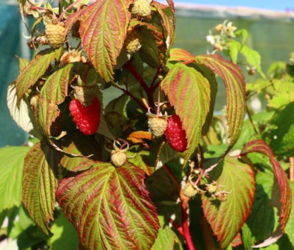 Červená stálerodiaca malina Polka | Ovocné stromy Jeseň