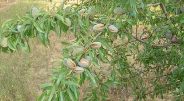 Mandle Tétényi Bőtermő | Ovocné stromy Jeseň