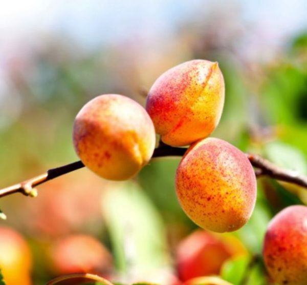Marhuľa Bergeron | Ovocné stromy Jeseň