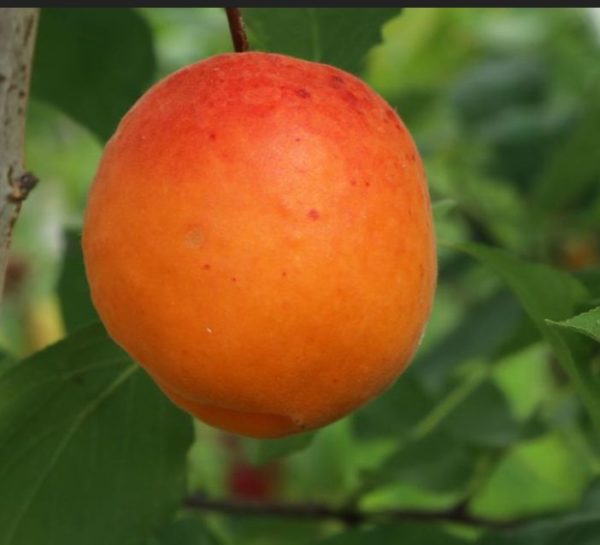 Marhuľa Orangered | Ovocné stromy Jeseň