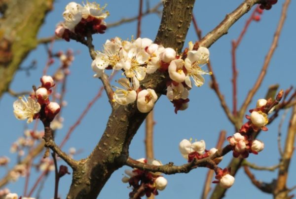 Kvitnúca marhuľa Veharda | Ovocné stromy Jeseň