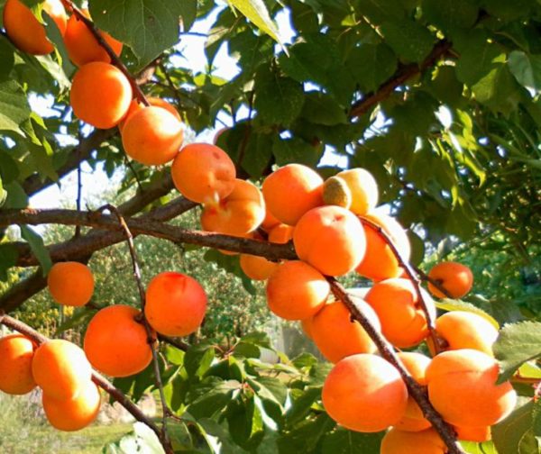 Úroda marhule Hargrand | Ovocné stromy Jeseň