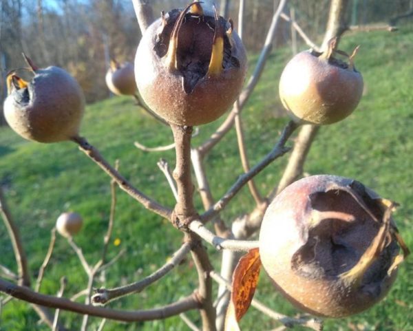 Mišpuľa obyčajná 'Szentesi rózsa' | Ovocné stromy Jeseň