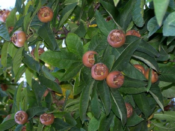 Mišpuľa obyčajná | Ovocné stromy Jeseň