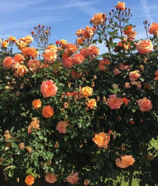 Popínavá ruža Orange | Ovocné stromy Jeseň