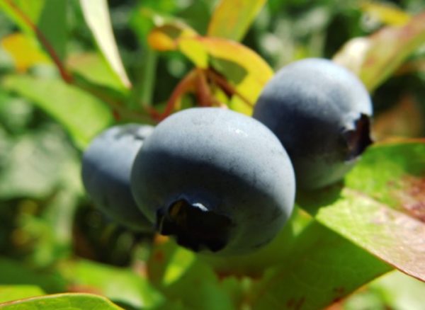 Plody čučoriedky Spartan | Ovocné stromy Jeseň