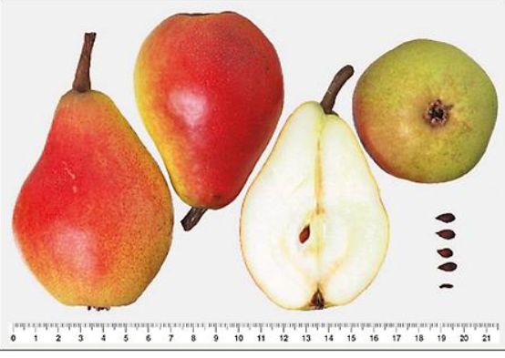 Plody hrušky Clappova | Ovocné stromy Jeseň