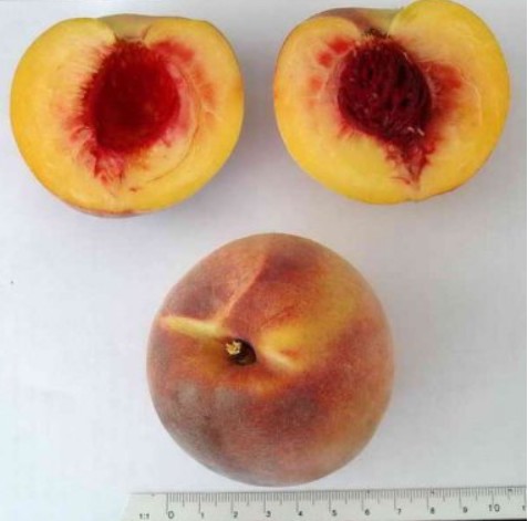 Plody broskyne Crest Haven | Ovocné stromy Jeseň