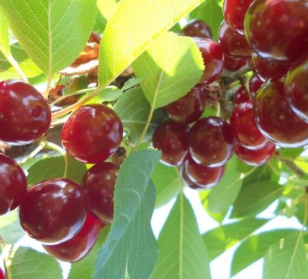 Plody višne Erdi Bötermö | Ovocné stromy Jeseň