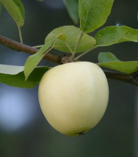 Skoré lené jablko priesvitné | Ovocné stromy Jeseň