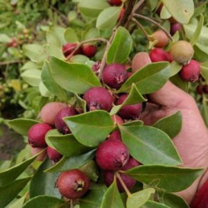 Jahodový stromček - Psidium cattleianum | Ovocné stromy Jeseň