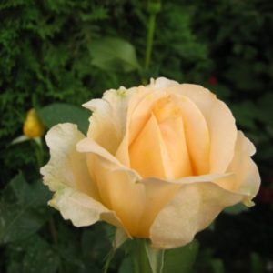 Žltá ruža Casanova | Ovocné stromy Jeseň