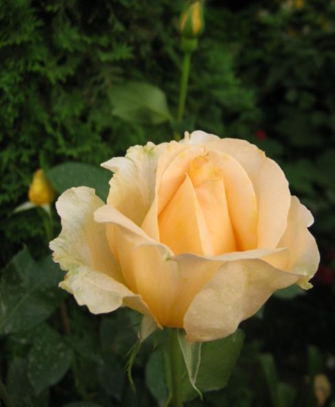 Žltá ruža Casanova | Ovocné stromy Jeseň