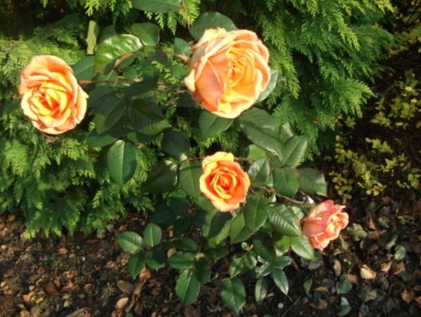 Ruža Doris Tysterman | Ovocné stromy Jeseň
