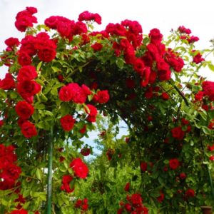 Popínavá ruža Kormun | Ovocné stromy Jeseň