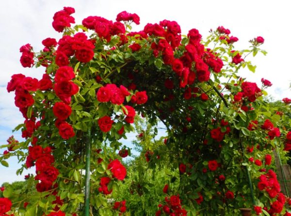 Popínavá ruža Kormun | Ovocné stromy Jeseň