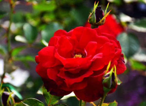 Ruža mnohokvetá Red delight | Ovocné stromy Jeseň