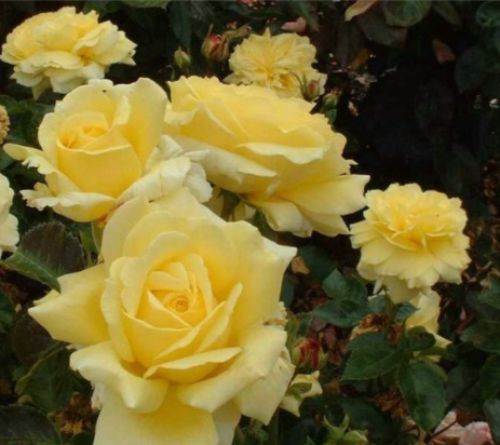 Kríková žltá ruža Golden Delight | Ovocné stromy Jeseň