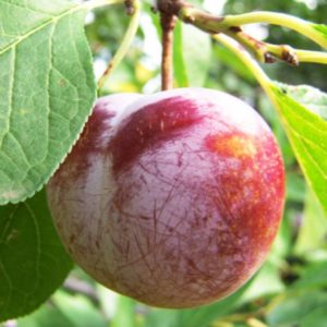 Ringlota Sermina | Ovocné stromy Jeseň