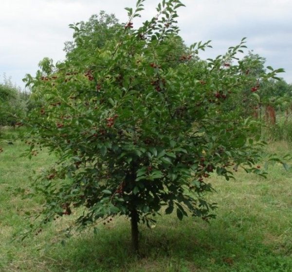 Strom višňa Újfehertói Fürtös | Ovocné stromy Jeseň