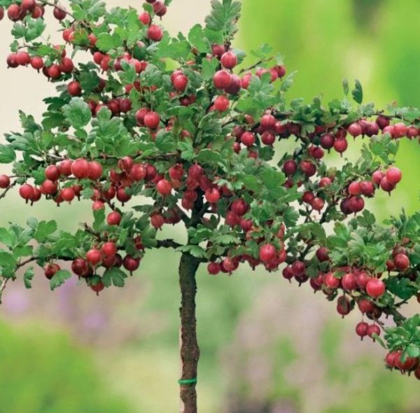 Egreš stromčekový Hinnonmako Rot | Ovocné stromy Jeseň