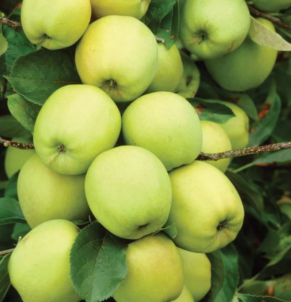 Jablká Golden Delicious | Ovocné stromy Jeseň