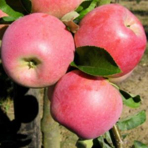 Jabloň Melodie | Ovocné stromy Jeseň
