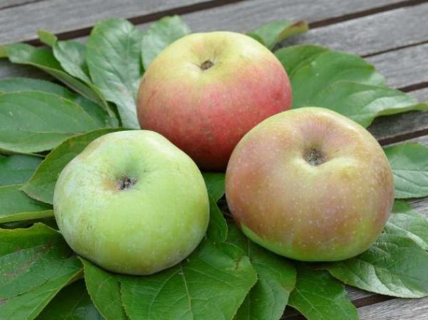 Jablká Ontário | Ovocné stromy Jeseň