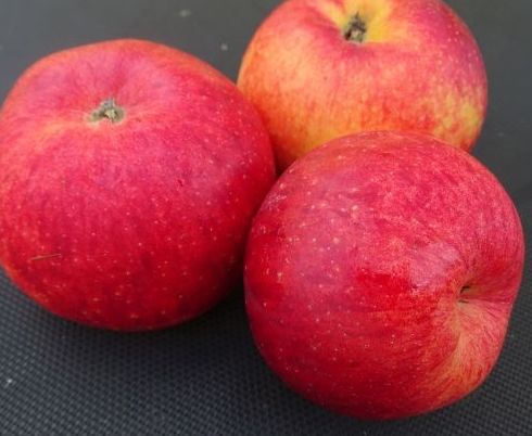 Jablká Rubinola | Ovocné stromy Jeseň